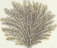 Picture 59 of 116 from (Band 3): Der Pflanzenthiere Dreyzehende [Vierzehende, Funfzehende, Sechzehende] Lieferung oder des dritten Theils, erste [zweyte, dritte, vierte] Lieferung (1829), leaf 342
