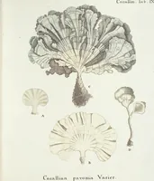 Picture 60 of 116 from (Band 3): Der Pflanzenthiere Dreyzehende [Vierzehende, Funfzehende, Sechzehende] Lieferung oder des dritten Theils, erste [zweyte, dritte, vierte] Lieferung (1829), leaf 344