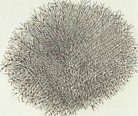 An illustration from (Band 3): Der Pflanzenthiere Dreyzehende [Vierzehende, Funfzehende, Sechzehende] Lieferung oder des dritten Theils, erste [zweyte, dritte, vierte] Lieferung (1829)
