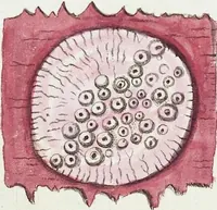 An illustration from (Band 3): Der Pflanzenthiere Dreyzehende [Vierzehende, Funfzehende, Sechzehende] Lieferung oder des dritten Theils, erste [zweyte, dritte, vierte] Lieferung (1829)