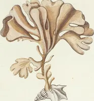 Picture 64 of 116 from (Band 3): Der Pflanzenthiere Dreyzehende [Vierzehende, Funfzehende, Sechzehende] Lieferung oder des dritten Theils, erste [zweyte, dritte, vierte] Lieferung (1829), leaf 348