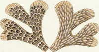 Picture 66 of 116 from (Band 3): Der Pflanzenthiere Dreyzehende [Vierzehende, Funfzehende, Sechzehende] Lieferung oder des dritten Theils, erste [zweyte, dritte, vierte] Lieferung (1829), leaf 349