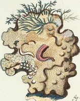Picture 70 of 116 from (Band 3): Der Pflanzenthiere Dreyzehende [Vierzehende, Funfzehende, Sechzehende] Lieferung oder des dritten Theils, erste [zweyte, dritte, vierte] Lieferung (1829), leaf 354
