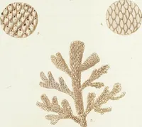 An illustration from (Band 3): Der Pflanzenthiere Dreyzehende [Vierzehende, Funfzehende, Sechzehende] Lieferung oder des dritten Theils, erste [zweyte, dritte, vierte] Lieferung (1829)