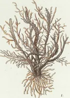Picture 75 of 116 from (Band 3): Der Pflanzenthiere Dreyzehende [Vierzehende, Funfzehende, Sechzehende] Lieferung oder des dritten Theils, erste [zweyte, dritte, vierte] Lieferung (1829), leaf 360