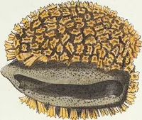 Picture 85 of 116 from (Band 3): Der Pflanzenthiere Dreyzehende [Vierzehende, Funfzehende, Sechzehende] Lieferung oder des dritten Theils, erste [zweyte, dritte, vierte] Lieferung (1829), leaf 370