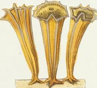 Picture 86 of 116 from (Band 3): Der Pflanzenthiere Dreyzehende [Vierzehende, Funfzehende, Sechzehende] Lieferung oder des dritten Theils, erste [zweyte, dritte, vierte] Lieferung (1829), leaf 370