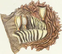 Picture 87 of 116 from (Band 3): Der Pflanzenthiere Dreyzehende [Vierzehende, Funfzehende, Sechzehende] Lieferung oder des dritten Theils, erste [zweyte, dritte, vierte] Lieferung (1829), leaf 371