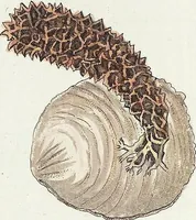 Picture 89 of 116 from (Band 3): Der Pflanzenthiere Dreyzehende [Vierzehende, Funfzehende, Sechzehende] Lieferung oder des dritten Theils, erste [zweyte, dritte, vierte] Lieferung (1829), leaf 373
