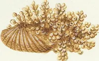 Picture 93 of 116 from (Band 3): Der Pflanzenthiere Dreyzehende [Vierzehende, Funfzehende, Sechzehende] Lieferung oder des dritten Theils, erste [zweyte, dritte, vierte] Lieferung (1829), leaf 377