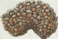 An illustration from (Band 3): Der Pflanzenthiere Dreyzehende [Vierzehende, Funfzehende, Sechzehende] Lieferung oder des dritten Theils, erste [zweyte, dritte, vierte] Lieferung (1829)
