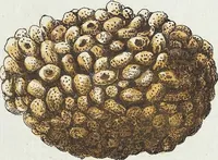 Picture 100 of 116 from (Band 3): Der Pflanzenthiere Dreyzehende [Vierzehende, Funfzehende, Sechzehende] Lieferung oder des dritten Theils, erste [zweyte, dritte, vierte] Lieferung (1829), leaf 383
