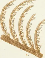 Picture 102 of 116 from (Band 3): Der Pflanzenthiere Dreyzehende [Vierzehende, Funfzehende, Sechzehende] Lieferung oder des dritten Theils, erste [zweyte, dritte, vierte] Lieferung (1829), leaf 389
