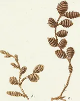 Picture 105 of 116 from (Band 3): Der Pflanzenthiere Dreyzehende [Vierzehende, Funfzehende, Sechzehende] Lieferung oder des dritten Theils, erste [zweyte, dritte, vierte] Lieferung (1829), leaf 395