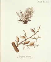 Picture 108 of 116 from (Band 3): Der Pflanzenthiere Dreyzehende [Vierzehende, Funfzehende, Sechzehende] Lieferung oder des dritten Theils, erste [zweyte, dritte, vierte] Lieferung (1829), leaf 405