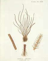Picture 110 of 116 from (Band 3): Der Pflanzenthiere Dreyzehende [Vierzehende, Funfzehende, Sechzehende] Lieferung oder des dritten Theils, erste [zweyte, dritte, vierte] Lieferung (1829), leaf 407