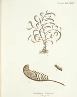 Picture 111 of 116 from (Band 3): Der Pflanzenthiere Dreyzehende [Vierzehende, Funfzehende, Sechzehende] Lieferung oder des dritten Theils, erste [zweyte, dritte, vierte] Lieferung (1829), leaf 409
