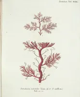 Picture 112 of 116 from (Band 3): Der Pflanzenthiere Dreyzehende [Vierzehende, Funfzehende, Sechzehende] Lieferung oder des dritten Theils, erste [zweyte, dritte, vierte] Lieferung (1829), leaf 414