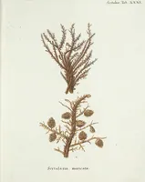 Picture 113 of 116 from (Band 3): Der Pflanzenthiere Dreyzehende [Vierzehende, Funfzehende, Sechzehende] Lieferung oder des dritten Theils, erste [zweyte, dritte, vierte] Lieferung (1829), leaf 415