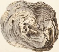 Picture 114 of 116 from (Band 3): Der Pflanzenthiere Dreyzehende [Vierzehende, Funfzehende, Sechzehende] Lieferung oder des dritten Theils, erste [zweyte, dritte, vierte] Lieferung (1829), leaf 420