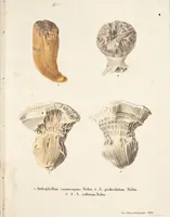 Picture 115 of 116 from (Band 3): Der Pflanzenthiere Dreyzehende [Vierzehende, Funfzehende, Sechzehende] Lieferung oder des dritten Theils, erste [zweyte, dritte, vierte] Lieferung (1829), leaf 421