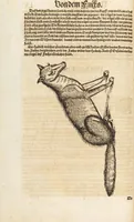 An illustration from Thierbuch Das ist ein kurtze beschreybung aller vierfüssigen Thieren/ so auff der erden vn[d] in wassern wonend/ sampt jrer waren conterfactur: alles zů nutz vn[d] gůtem allen liebhabern der künsten/ Artzeten/ Maleren/ Bildschnitzern/ Weydleüten vnd Köchen/ gestelt (1583)