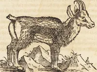 An illustration from Thierbuch Das ist ein kurtze beschreybung aller vierfüssigen Thieren/ so auff der erden vn[d] in wassern wonend/ sampt jrer waren conterfactur: alles zů nutz vn[d] gůtem allen liebhabern der künsten/ Artzeten/ Maleren/ Bildschnitzern/ Weydleüten vnd Köchen/ gestelt (1583)