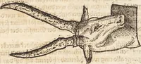 An illustration from Thierbuch Das ist ein kurtze beschreybung aller vierfüssigen Thieren/ so auff der erden vn[d] in wassern wonend/ sampt jrer waren conterfactur: alles zů nutz vn[d] gůtem allen liebhabern der künsten/ Artzeten/ Maleren/ Bildschnitzern/ Weydleüten vnd Köchen/ gestelt (1583)
