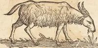 An illustration from Thierbuch Das ist ein kurtze beschreybung aller vierfüssigen Thieren/ so auff der erden vn[d] in wassern wonend/ sampt jrer waren conterfactur: alles zů nutz vn[d] gůtem allen liebhabern der künsten/ Artzeten/ Maleren/ Bildschnitzern/ Weydleüten vnd Köchen/ gestelt (1583)
