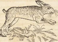 An illustration from Thierbuch Das ist ein kurtze beschreybung aller vierfüssigen Thieren/ so auff der erden vn[d] in wassern wonend/ sampt jrer waren conterfactur: alles zů nutz vn[d] gůtem allen liebhabern der künsten/ Artzeten/ Maleren/ Bildschnitzern/ Weydleüten vnd Köchen/ gestelt (1583)