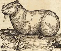 An illustration from Thierbuch Das ist ein kurtze beschreybung aller vierfüssigen Thieren/ so auff der erden vn[d] in wassern wonend/ sampt jrer waren conterfactur: alles zů nutz vn[d] gůtem allen liebhabern der künsten/ Artzeten/ Maleren/ Bildschnitzern/ Weydleüten vnd Köchen/ gestelt (1583)