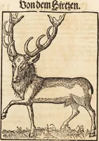 An illustration from Thierbuch Das ist ein kurtze beschreybung aller vierfüssigen Thieren/ so auff der erden vn[d] in wassern wonend/ sampt jrer waren conterfactur: alles zů nutz vn[d] gůtem allen liebhabern der künsten/ Artzeten/ Maleren/ Bildschnitzern/ Weydleüten vnd Köchen/ gestelt (1583)