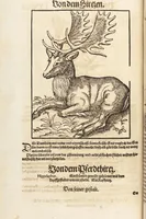 An illustration from Thierbuch Das ist ein kurtze beschreybung aller vierfüssigen Thieren/ so auff der erden vn[d] in wassern wonend/ sampt jrer waren conterfactur: alles zů nutz vn[d] gůtem allen liebhabern der künsten/ Artzeten/ Maleren/ Bildschnitzern/ Weydleüten vnd Köchen/ gestelt (1583)