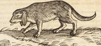 An illustration from Thierbuch Das ist ein kurtze beschreybung aller vierfüssigen Thieren/ so auff der erden vn[d] in wassern wonend/ sampt jrer waren conterfactur: alles zů nutz vn[d] gůtem allen liebhabern der künsten/ Artzeten/ Maleren/ Bildschnitzern/ Weydleüten vnd Köchen/ gestelt (1583)