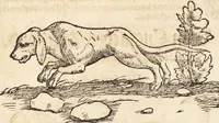 An illustration from Thierbuch Das ist ein kurtze beschreybung aller vierfüssigen Thieren/ so auff der erden vn[d] in wassern wonend/ sampt jrer waren conterfactur: alles zů nutz vn[d] gůtem allen liebhabern der künsten/ Artzeten/ Maleren/ Bildschnitzern/ Weydleüten vnd Köchen/ gestelt (1583)