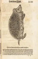 An illustration from Thierbuch Das ist ein kurtze beschreybung aller vierfüssigen Thieren/ so auff der erden vn[d] in wassern wonend/ sampt jrer waren conterfactur: alles zů nutz vn[d] gůtem allen liebhabern der künsten/ Artzeten/ Maleren/ Bildschnitzern/ Weydleüten vnd Köchen/ gestelt (1583)
