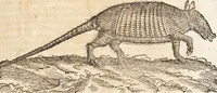 An illustration from Thierbuch Das ist ein kurtze beschreybung aller vierfüssigen Thieren/ so auff der erden vn[d] in wassern wonend/ sampt jrer waren conterfactur: alles zů nutz vn[d] gůtem allen liebhabern der künsten/ Artzeten/ Maleren/ Bildschnitzern/ Weydleüten vnd Köchen/ gestelt (1583)