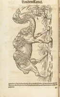 An illustration from Thierbuch Das ist ein kurtze beschreybung aller vierfüssigen Thieren/ so auff der erden vn[d] in wassern wonend/ sampt jrer waren conterfactur: alles zů nutz vn[d] gůtem allen liebhabern der künsten/ Artzeten/ Maleren/ Bildschnitzern/ Weydleüten vnd Köchen/ gestelt (1583)