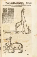 An illustration from Thierbuch Das ist ein kurtze beschreybung aller vierfüssigen Thieren/ so auff der erden vn[d] in wassern wonend/ sampt jrer waren conterfactur: alles zů nutz vn[d] gůtem allen liebhabern der künsten/ Artzeten/ Maleren/ Bildschnitzern/ Weydleüten vnd Köchen/ gestelt (1583)