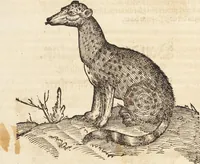 An illustration from Thierbuch Das ist ein kurtze beschreybung aller vierfüssigen Thieren/ so auff der erden vn[d] in wassern wonend/ sampt jrer waren conterfactur: alles zů nutz vn[d] gůtem allen liebhabern der künsten/ Artzeten/ Maleren/ Bildschnitzern/ Weydleüten vnd Köchen/ gestelt (1583)