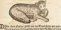 An illustration from Thierbuch Das ist ein kurtze beschreybung aller vierfüssigen Thieren/ so auff der erden vn[d] in wassern wonend/ sampt jrer waren conterfactur: alles zů nutz vn[d] gůtem allen liebhabern der künsten/ Artzeten/ Maleren/ Bildschnitzern/ Weydleüten vnd Köchen/ gestelt (1583)