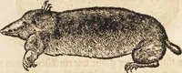 An illustration from Thierbuch Das ist ein kurtze beschreybung aller vierfüssigen Thieren/ so auff der erden vn[d] in wassern wonend/ sampt jrer waren conterfactur: alles zů nutz vn[d] gůtem allen liebhabern der künsten/ Artzeten/ Maleren/ Bildschnitzern/ Weydleüten vnd Köchen/ gestelt (1583)