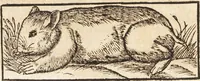 An illustration from Thierbuch Das ist ein kurtze beschreybung aller vierfüssigen Thieren/ so auff der erden vn[d] in wassern wonend/ sampt jrer waren conterfactur: alles zů nutz vn[d] gůtem allen liebhabern der künsten/ Artzeten/ Maleren/ Bildschnitzern/ Weydleüten vnd Köchen/ gestelt (1583)