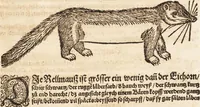 An illustration from Thierbuch Das ist ein kurtze beschreybung aller vierfüssigen Thieren/ so auff der erden vn[d] in wassern wonend/ sampt jrer waren conterfactur: alles zů nutz vn[d] gůtem allen liebhabern der künsten/ Artzeten/ Maleren/ Bildschnitzern/ Weydleüten vnd Köchen/ gestelt (1583)