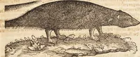 An illustration from Thierbuch Das ist ein kurtze beschreybung aller vierfüssigen Thieren/ so auff der erden vn[d] in wassern wonend/ sampt jrer waren conterfactur: alles zů nutz vn[d] gůtem allen liebhabern der künsten/ Artzeten/ Maleren/ Bildschnitzern/ Weydleüten vnd Köchen/ gestelt (1583)
