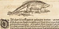 An illustration from Thierbuch Das ist ein kurtze beschreybung aller vierfüssigen Thieren/ so auff der erden vn[d] in wassern wonend/ sampt jrer waren conterfactur: alles zů nutz vn[d] gůtem allen liebhabern der künsten/ Artzeten/ Maleren/ Bildschnitzern/ Weydleüten vnd Köchen/ gestelt (1583)