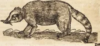 An illustration from Thierbuch Das ist ein kurtze beschreybung aller vierfüssigen Thieren/ so auff der erden vn[d] in wassern wonend/ sampt jrer waren conterfactur: alles zů nutz vn[d] gůtem allen liebhabern der künsten/ Artzeten/ Maleren/ Bildschnitzern/ Weydleüten vnd Köchen/ gestelt (1583)