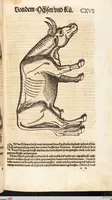 An illustration from Thierbuch Das ist ein kurtze beschreybung aller vierfüssigen Thieren/ so auff der erden vn[d] in wassern wonend/ sampt jrer waren conterfactur: alles zů nutz vn[d] gůtem allen liebhabern der künsten/ Artzeten/ Maleren/ Bildschnitzern/ Weydleüten vnd Köchen/ gestelt (1583)