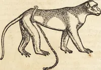 An illustration from Thierbuch Das ist ein kurtze beschreybung aller vierfüssigen Thieren/ so auff der erden vn[d] in wassern wonend/ sampt jrer waren conterfactur: alles zů nutz vn[d] gůtem allen liebhabern der künsten/ Artzeten/ Maleren/ Bildschnitzern/ Weydleüten vnd Köchen/ gestelt (1583)