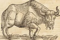 An illustration from Thierbuch Das ist ein kurtze beschreybung aller vierfüssigen Thieren/ so auff der erden vn[d] in wassern wonend/ sampt jrer waren conterfactur: alles zů nutz vn[d] gůtem allen liebhabern der künsten/ Artzeten/ Maleren/ Bildschnitzern/ Weydleüten vnd Köchen/ gestelt (1583)